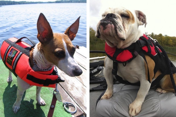 Image of two dogs wearing life jackets.