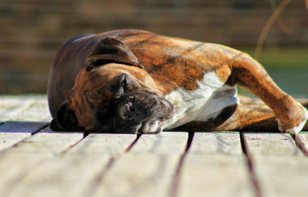 A boxer dog sleeps on a dock, know Ontario's rules for docks and boathouses.