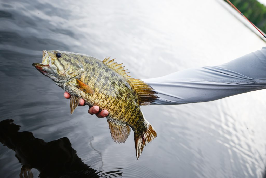A hand holding a fish over the water, fishing in Virginia concept.