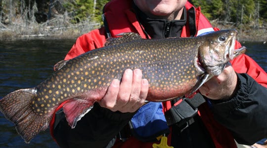 Close-up of a trout help by an angler. 