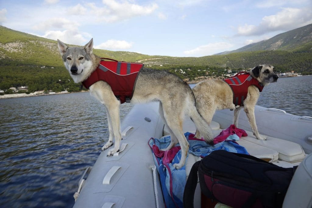Two dogs wearing lifejackets on a boat, concept of boating with dogs safety tips