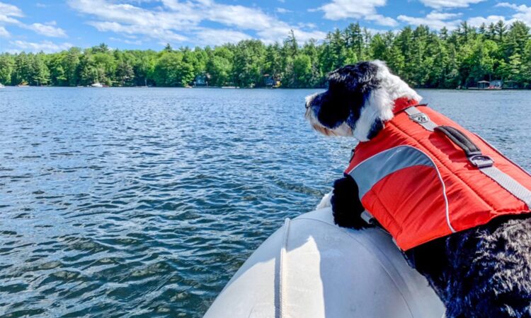 Dog wearing a life jacket while boating on Georgian Bay